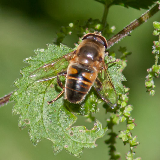 Eristalis tenax-2524.jpg